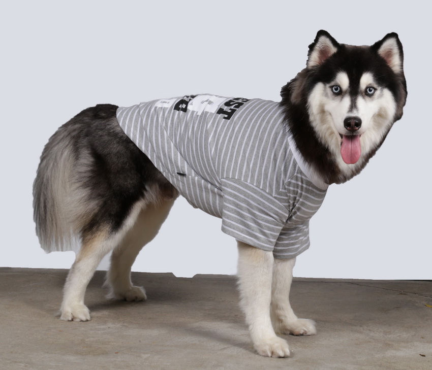 Doggydolly Hundeshirts Speziell Fur Grosse Hunde