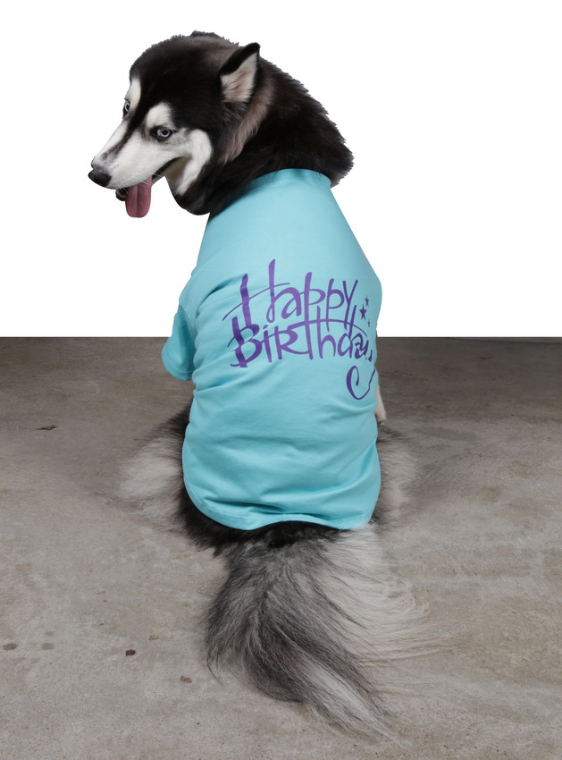 DoggyDolly BIG DOG BD405 T Shirt fur groBe Hunde turkis blau L BD405 L