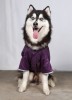DoggyDolly BIG DOG BD122 Regenmantel für große Hunde lila