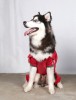 DoggyDolly BIG DOG BD204 Jogging Anzug für große Hunde rot