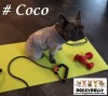 DoggyDolly MOPS&CO FP-DRF027 Jogginganzug für Hunde VIP grau
