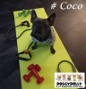 DoggyDolly MOPS&CO FP-DRF027 Jogginganzug für Hunde VIP grau