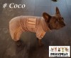 DoggyDolly MOPS&CO FP-DRF027 Jogginganzug für Hunde VIP grau
