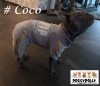 DoggyDolly MOPS&CO FP-DRF027 Jogginganzug für Hunde VIP grau
