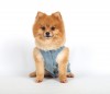 DoggyDolly D213 Hundekleid Jeans blau - XS