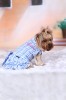 DoggyDolly D279 Sommerkleid für Hunde kariert - S