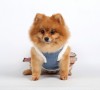 DoggyDolly DCL048 Softgeschirr für Hunde Jeans - S