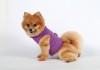 DoggyDolly DCL050 Softgeschirr für Hunde - Glitzershirt lila - S