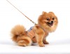 DoggyDolly DCL122 Softgeschirr für Hunde orange - L