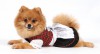 DoggyDolly DL005 Dirndl für Hunde rot-schwarz - L