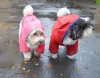 DoggyDolly DR063 Regenmantel für Hunde pink