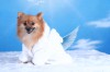 Doggydolly DRF001 Bademantel für Hunde weiß - XL