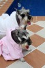 Doggydolly DRF001 Bademantel für Hunde weiß - XL