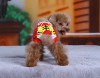 DoggyDolly DSR035 Schutzhöschen Tiger rot