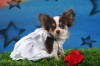DoggyDolly DST003 Brautkleid für Hunde weiß - XL