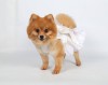 DoggyDolly F025 Brautkleid für Hunde creme - XL