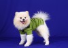 DoggyDolly T125 Polo Hundeshirt Golf grün - XXS