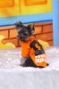 DoggyDolly T472 Hundeshirt orange - XS