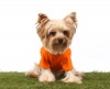 DoggyDolly T472 Hundeshirt orange - XS