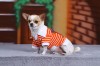 DoggyDolly T540 Hundeshirt Polo orange-weiß - XXL