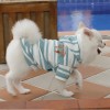 DoggyDolly W414 Kapuzen Pullover für Hunde hellblau gestreift -XXL- Brust 56-58 cm Rücken 36-38 cm